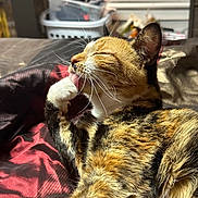 Pumpkin is registered to the contest to win money with this photo: cat, calico_cat, grooming, licking, paw, bed, blanket, indoor, sunlight, relaxing, whiskers, fur, animal, pet, feline, sleepy, cozy, household, window_blinds, laundry_basket