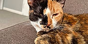 Pumpkin is registered to the contest to win money with this photo: cat, calico, feline, pet, indoor, couch, brown_fabric, relaxed, sleepy, whiskers, fur, closeup, resting, animal, domestic, cute, portrait, home, lazy, cozy