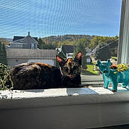 Patches joined the competition — help win amazing prizes! cat, tortoiseshell_cat, windowsill, sunlight, window_screen, plants, succulent, ceramic_cow, planter, indoor, daylight, suburban, house, greenery, animal, pet, resting, meowing, shadow, nature