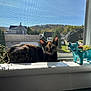 cat, tortoiseshell_cat, windowsill, sunlight, window_screen, plants, succulent, ceramic_cow, planter, indoor, daylight, suburban, house, greenery, animal, pet, resting, meowing, shadow, nature