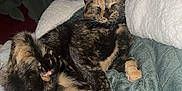 Patches is registered to the contest to win money with this photo: cat, tortoiseshell_cat, pet, animal, sleeping, relaxed, blanket, bed, indoor, feline, fur, paw, tail, cozy, resting, domestic, cute, comfort, living_room, television