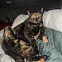 cat, tortoiseshell_cat, pet, animal, sleeping, relaxed, blanket, bed, indoor, feline, fur, paw, tail, cozy, resting, domestic, cute, comfort, living_room, television