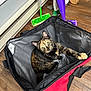 cat, tortoiseshell_cat, bag, indoor, wooden_floor, mop, vacuum_cleaner, curious, pet, animal, yellow_eyes, looking_up, household, flooring, cleaning_tools, black, red, gray, domestic_cat, feline