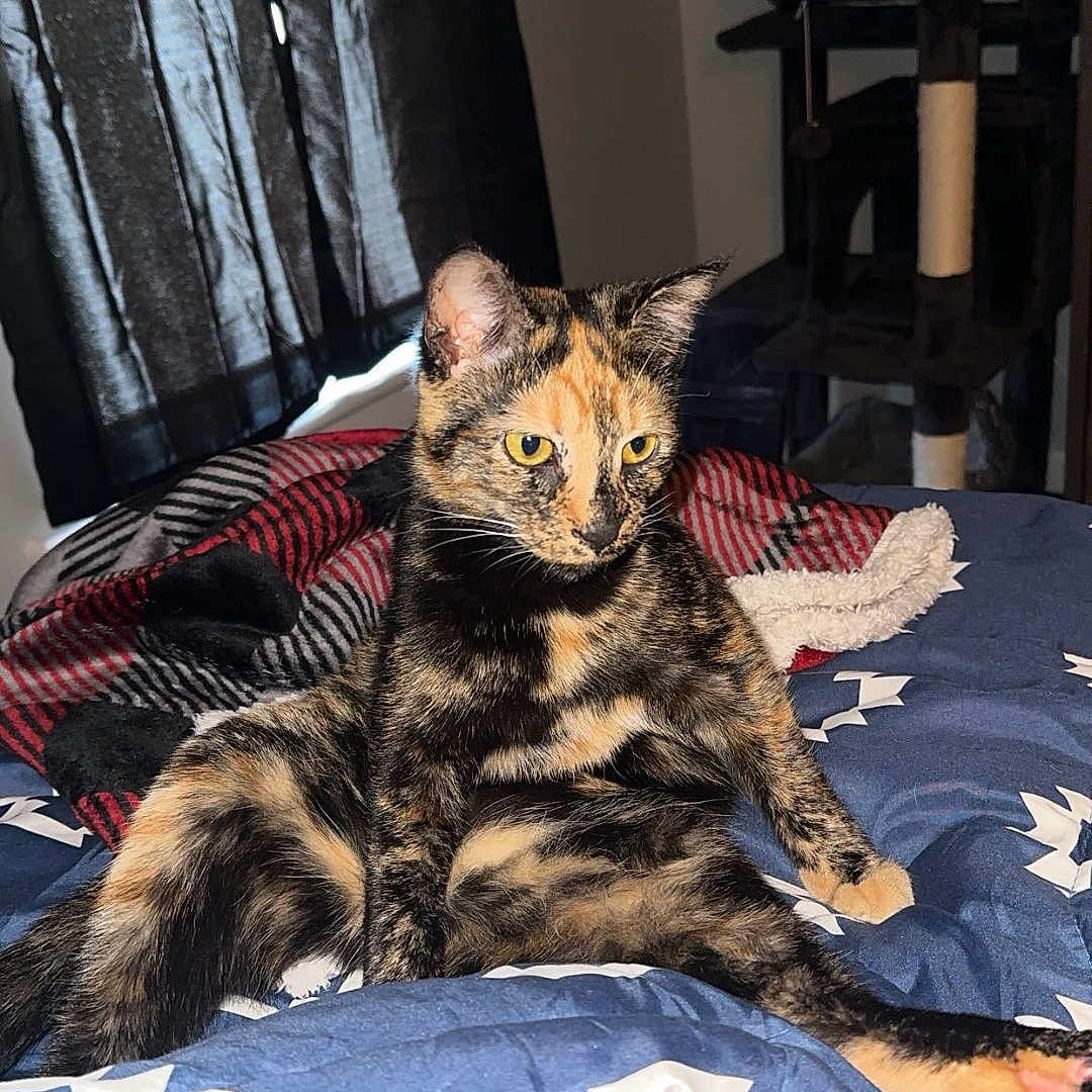 Patches joined the competition — help win amazing prizes! animal, bed, black, blanket, blue, cat, cat_tree, curtains, fur, furniture, indoor, pattern, paw, pet, plaid, red, relaxed, tortoiseshell_cat, window, yellow_eyes