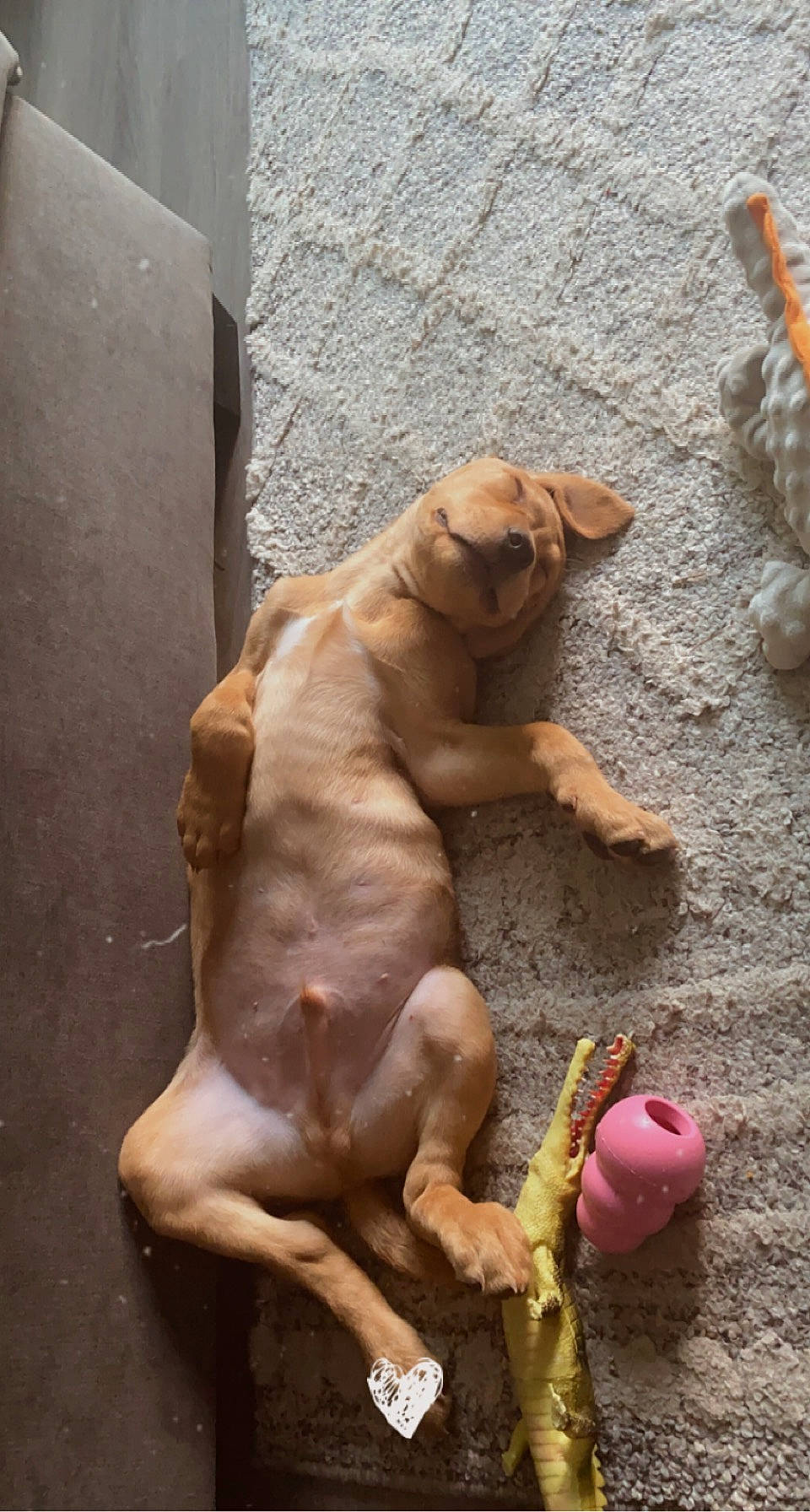 Drogo joined the competition — help win amazing prizes! adventure, art, canidae, carnivore, companion_dog, dog, dog_breed, fawn, foot, human_body, human_leg, leg, non_sporting_group, paw, soil, sporting_group, thigh, wood, working_animal, wrinkle