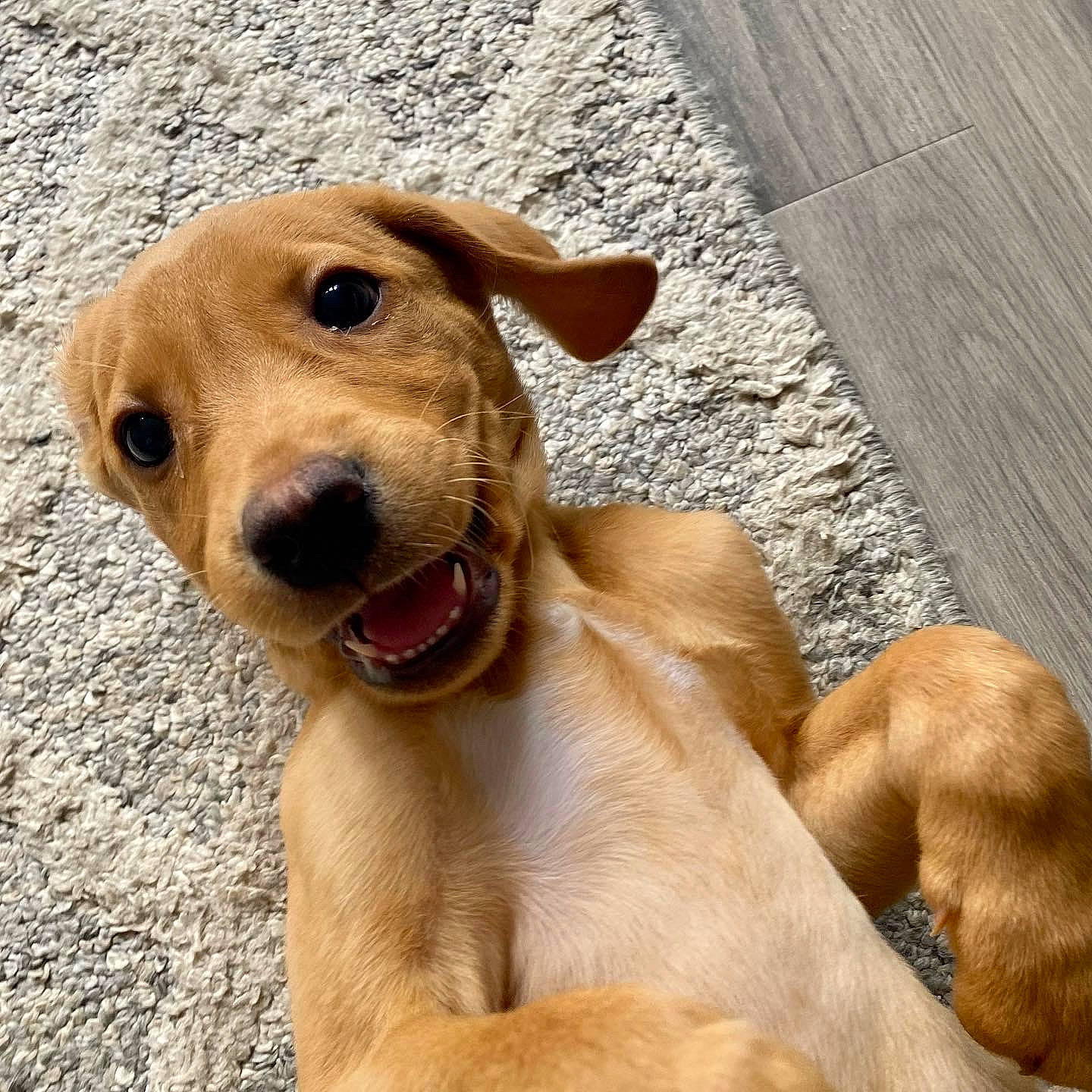Drogo joined the competition — help win amazing prizes! canidae, carnivore, collar, companion_dog, dog, dog_breed, dog_collar, fawn, happy, liver, paw, pet_supply, retriever, smile, snout, sporting_group, street_dog, whiskers, wood, working_animal