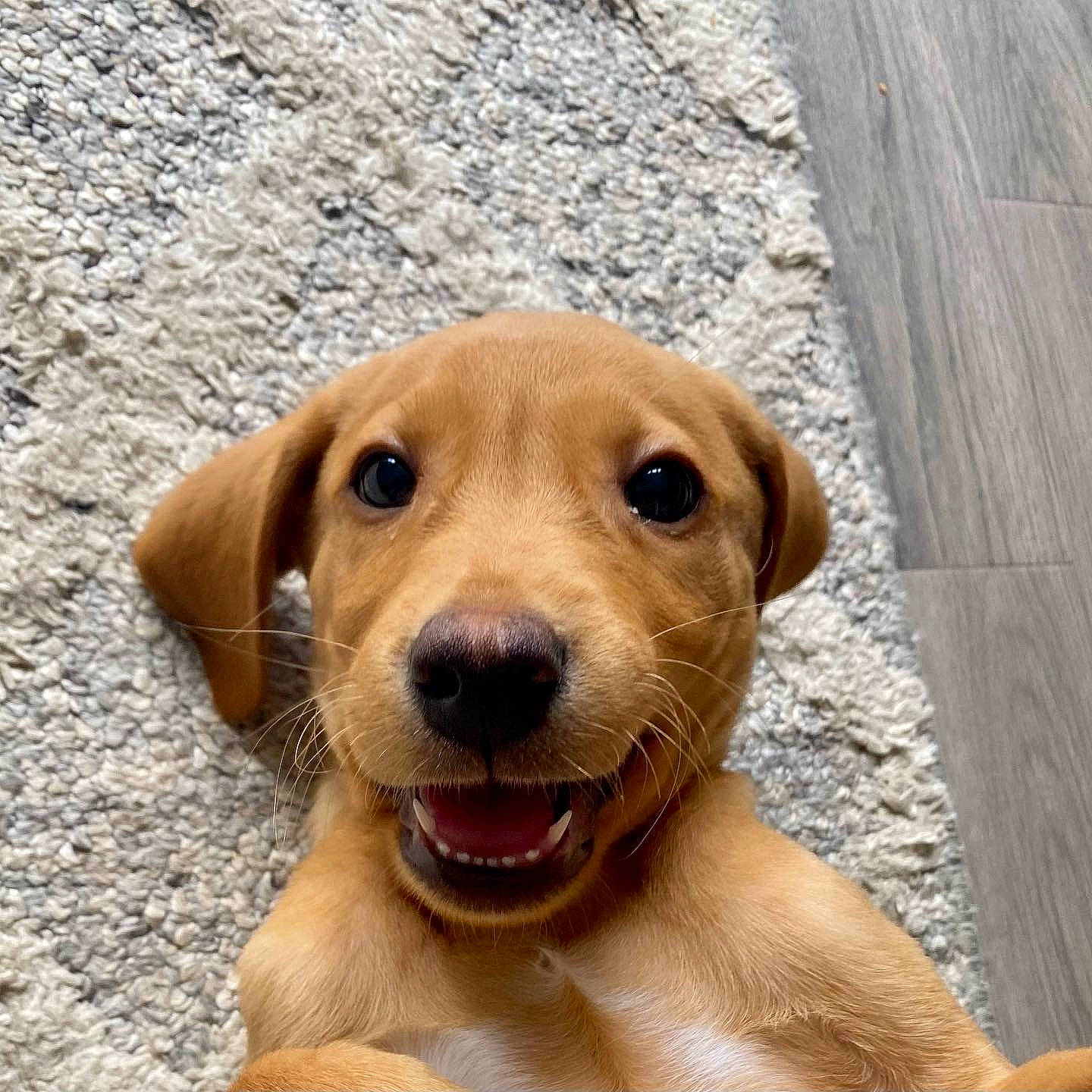 Drogo is registered to the contest to win money with this photo: canidae, carnivore, collar, companion_dog, dog, dog_breed, dog_collar, fawn, fur, gun_dog, hunting_dog, liver, paw, pet_supply, snout, sporting_group, whiskers, wood, working_animal, working_dog