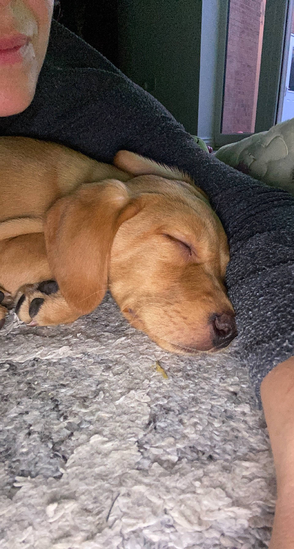 Drogo joined the competition — help win amazing prizes! canidae, carnivore, comfort, companion_dog, dog, dog_breed, dog_supply, fawn, foot, fur, liver, nap, paw, pet_supply, snout, sporting_group, tail, terrestrial_animal, whiskers, wrinkle