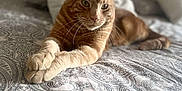 Pitch a rejoint le concours — aidez-le/la à gagner de superbes lots ! animal, bed, bedspread, cat, comfort, ears, feline, fur, ginger_cat, home, indoor, patterned, pet, pillow, relaxed, resting, sleepy, tabby, tufted_headboard, whiskers