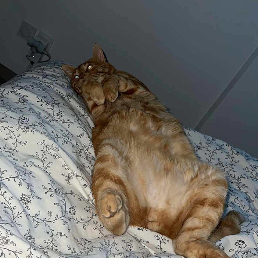 Pitch participe au concours pour gagner de l'argent avec cette photo : animal, bed, blanket, cat, comfort, cozy, cute, domestic_animal, feline, fur, indoor, lying_down, mammal, orange_tabby, paws, pet, relaxed, resting, sleepy, whiskers