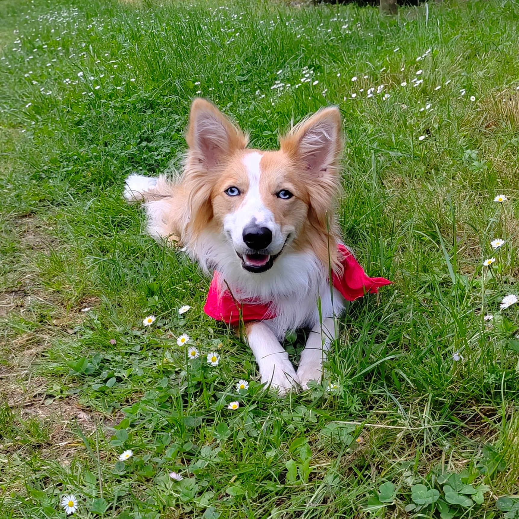 Viska participe au concours pour gagner de l'argent avec cette photo : animal, bandana, blue_eyes, canine, closeup, cute, daylight, dog, ears, field, flower, fur, grass, greenery, happy, lying_down, nature, outdoor, pet, smiling