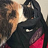 Bella is registered to the contest to win money with this photo: animal, bag, black_bag, calico_cat, cat, closeup, colorful, curious, domestic, exploring, fabric, furniture, head_inside_bag, hidden_face, indoor, pet, plastic_stool, red_cloth, texture, wall