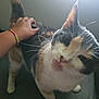 Bella joined the competition — help win amazing prizes! animal, bracelet, calico_cat, cat, closeup, cute, domestic_cat, feline, funny_face, fur, hand, indoor, light, person, pet, playful, tongue_out, touching, whiskers, window