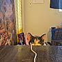 cable, calendar, cat, cozy, crate, curious, ears, eyes, feline, home, indoor, painting, peeking, pet, photography, room, table, wall, wooden_surface, yellow_curtain