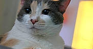 Bella is registered to the contest to win money with this photo: animal, calico_cat, cat, closeup, cozy, curious, cute, domestic_animal, ears, feline, fur, home, indoor, lamp, pet, portrait, relaxed, resting, soft_light, whiskers