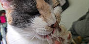 Bella is registered to the contest to win money with this photo: animal, calico, cat, close_up, cute, domestic, ears, face, feline, fur, grooming, indoor, licking, mouth, nose, paw, pet, relaxed, soft, whiskers