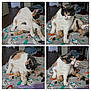 animal, bedroom, blanket, calico_cat, cat, collage, comfy, cute, feline, floor, fur, grooming, indoor, multi_panel, paw, penguin_pattern, pet, playful, purple_brush, relaxed