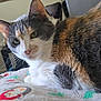 Bella joined the competition — help win amazing prizes! animal, bedroom, blanket, calico, cat, close_up, cozy, cute, domestic, dresser, feline, fur, furniture, green_eyes, indoor, mammal, pet, relaxed, resting, whiskers