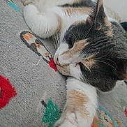 Bella is registered to the contest to win money with this photo: animal, blanket, cat, closeup, cozy, cute, feline, fur, home, indoor, mammal, pattern, paw, pet, relaxed, resting, sleeping, soft, stretching, whiskers