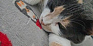 Bella is registered to the contest to win money with this photo: animal, blanket, cat, closeup, cozy, cute, feline, fur, home, indoor, mammal, pattern, paw, pet, relaxed, resting, sleeping, soft, stretching, whiskers