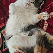 Bella joined the competition — help win amazing prizes! animal, blanket, calico_cat, cat, cozy, cute, domestic_cat, feline, fluffy, indoor, lying_down, patterned_blanket, paw, pet, playful, red_blanket, relaxed, resting, soft_fur, whiskers