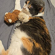 Bella joined the competition — help win amazing prizes! animal, bed, calico_cat, cat, close_up, clutching, cozy, cute, feline, gray_bedspread, indoor, pet, plush_toy, relaxation, resting, sleepy, soft_fur, stuffed_animal, toy, whiskers