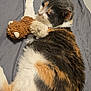 animal, bed, calico_cat, cat, close_up, clutching, cozy, cute, feline, gray_bedspread, indoor, pet, plush_toy, relaxation, resting, sleepy, soft_fur, stuffed_animal, toy, whiskers