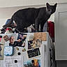 Bubbah joined the competition — help win amazing prizes! animal, appliance, cabinet, cat, clutter, countertop, curious, domestic_cat, feline, gray_cat, indoor, kitchen, magnets, notes, paper, pet, photos, refrigerator, wall, white_refrigerator