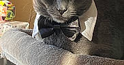 Bubbah is registered to the contest to win money with this photo: animal, bow_tie, cat, cat_tree, close_up, collar, cozy, cute, domestic_cat, ears, feline, furry, gray_cat, indoor, looking_at_camera, pet, portrait, resting, sunlight, whiskers
