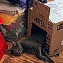 Bubbah is registered to the contest to win money with this photo: animal, box, cardboard_box, cat, clutter, container, cozy, cute, domestic, feline, floor, gray_cat, home, household, indoor, laying, pet, relaxed, resting, wooden_floor