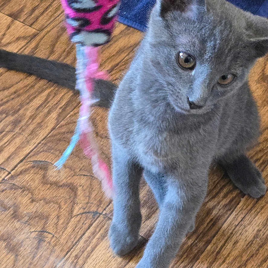 Bubbah joined the competition — help win amazing prizes! animal, blue_towel, closeup, curious, domestic_cat, feline, flooring, fur, gray_cat, household, indoor, kitten, leopard_print, pet, pink, playful, toy, water_fountain, wooden_floor, young_cat