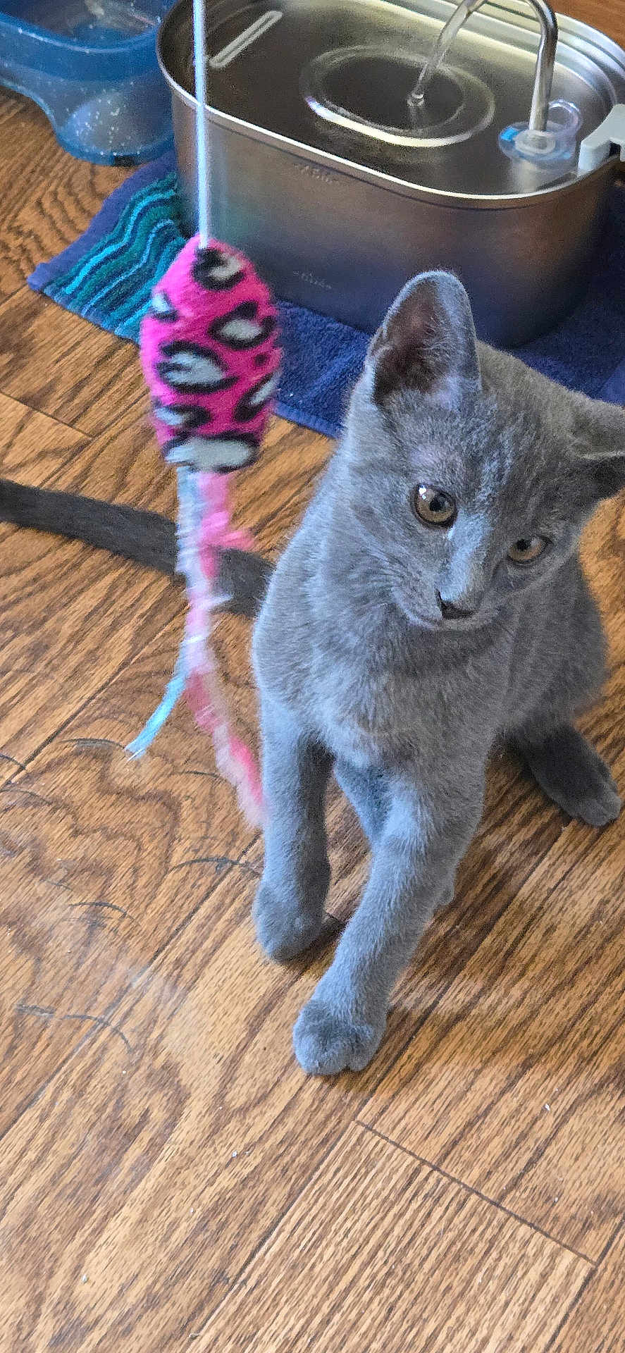 Bubbah joined the competition — help win amazing prizes! animal, blue_towel, closeup, curious, domestic_cat, feline, flooring, fur, gray_cat, household, indoor, kitten, leopard_print, pet, pink, playful, toy, water_fountain, wooden_floor, young_cat