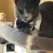 Bubbah joined the competition — help win amazing prizes! animal, bow_tie, cat, cat_tree, close_up, collar, cozy, cute, domestic_cat, ears, feline, gray_cat, indoor, pet, plush, portrait, resting, sunlight, whiskers, yellow_eyes