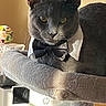 animal, bow_tie, cat, cat_tree, close_up, collar, cozy, cute, domestic_cat, ears, feline, gray_cat, indoor, pet, plush, portrait, resting, sunlight, whiskers, yellow_eyes