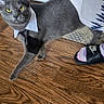 Bubbah is registered to the contest to win money with this photo: animal, cat, collar, cute, domestic_cat, floor, footwear, gray_cat, indoor, looking, nike, pants, patterned_pants, person, pet, socks, tie, walking, wooden_floor, yellow_eyes
