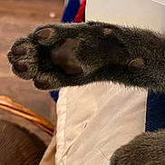 Bubbah is registered to the contest to win money with this photo: animal, blanket, cat, claw, close_up, cute, detail, fabric, foot, furry, indoor, mammal, paw, paw_pads, pet, relaxation, resting, soft, texture, wood