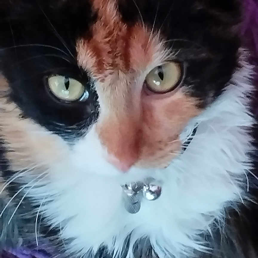 Angie participe au concours pour gagner de l'argent avec cette photo : animal, bell, calico, cat, close_up, collar, cute, domestic_cat, face, feline, fluffy, fur, green_eyes, indoor, pet, portrait, purple_background, resting, texture, whiskers
