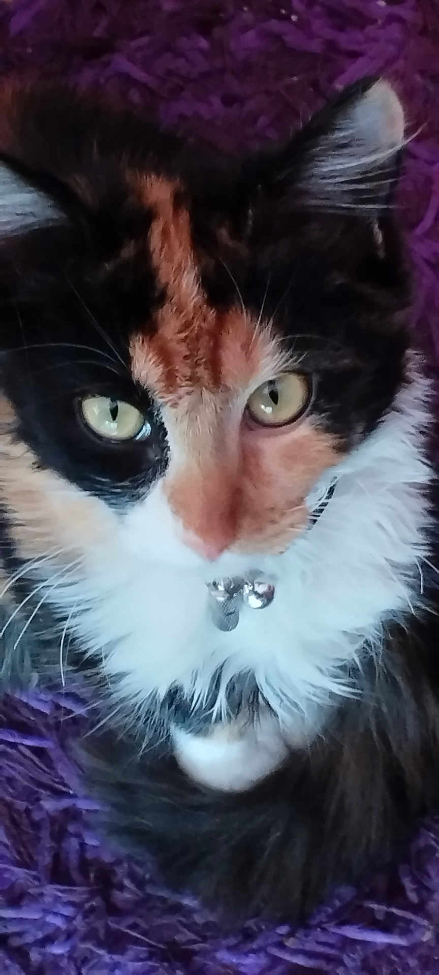 Angie participe au concours pour gagner de l'argent avec cette photo : animal, bell, calico, cat, close_up, collar, cute, domestic_cat, face, feline, fluffy, fur, green_eyes, indoor, pet, portrait, purple_background, resting, texture, whiskers