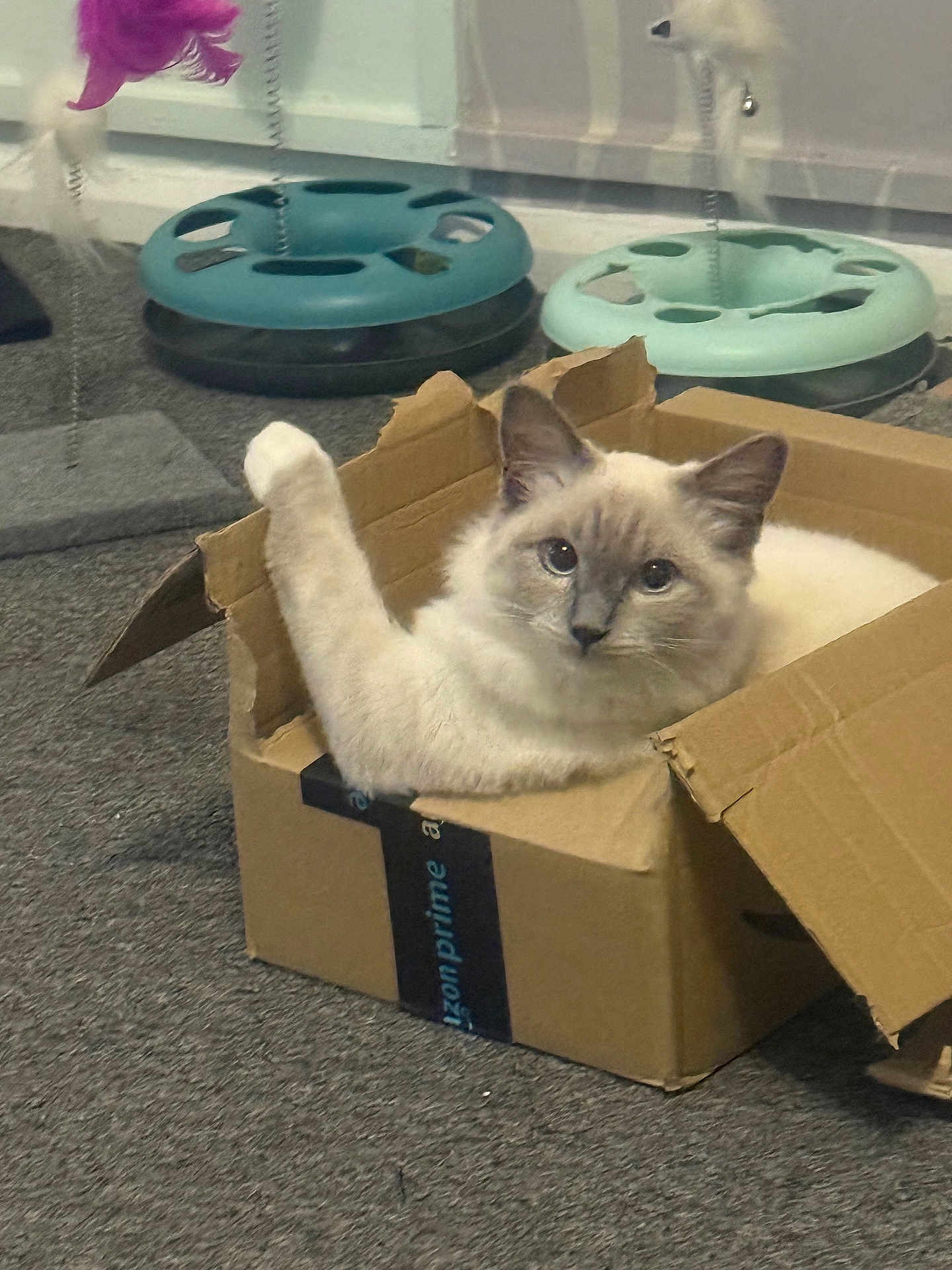 Maximus joined the competition — help win amazing prizes! cat, cardboard_box, paw, indoor, carpet, cat_toy, relaxed, fluffy, pet, feline, playful, box, animal, cute, domestic, raised_paw, cozy, background, toy, resting
