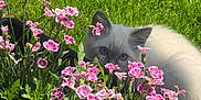 Maximus is registered to the contest to win money with this photo: animal, blossom, cat, curious, cute, fauna, flower, fluffy, garden, green_grass, leaf, nature, outdoor, pet, pink_flower, plant, small, spring, summer, sunlight