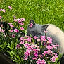 Maximus is registered to the contest to win money with this photo: cat, flower, pink_flower, green_grass, garden, plant, pet, outdoor, nature, sunlight, cute, fluffy, animal, fauna, leaf, blossom, spring, summer, curious, small