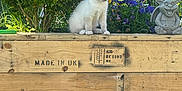 Maximus is registered to the contest to win money with this photo: kitten, black_cat, grass, wooden_planter, flowers, garden, tree, greenery, sunlight, outdoor, pets, animals, blue_eyes, fence, statue, playful, curious, nature, daylight, relaxing