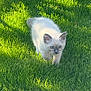 kitten, cat, grass, outdoor, sunlight, animal, pet, young, feline, greenery, nature, walking, cute, fur, eyes, small, mammal, playful, daylight, adorable