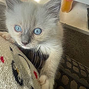 Maximus joined the competition — help win amazing prizes! kitten, cat, blue_eyes, paw, fluffy, close_up, indoor, blanket, pattern, fur, curious, household, bottle, carpet, cute, animal, pet, whiskers, soft, young
