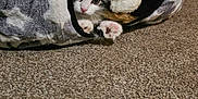 Gizmo is registered to the contest to win money with this photo: animal, carpet, cat, cozy, curious, cute, domestic, feline, furry, indoor, kitten, paws, pet, playful, resting, small, soft, star_pattern, toy, tunnel
