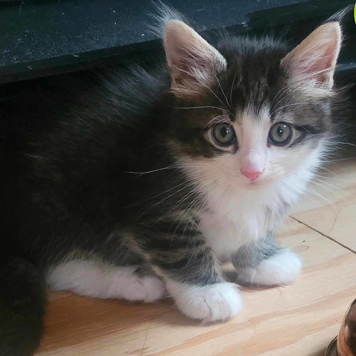 Gizmo joined the competition — help win amazing prizes! animal, cat, curious, cute, domestic, ears, feline, floor, fur, indoor, kitten, pet, pink_nose, sitting, small, tabby, whiskers, white_paws, wooden_floor, young