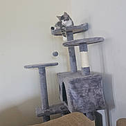 Gizmo is registered to the contest to win money with this photo: animal, beige, cat, cat_tree, couch, curious, domestic, fur, furniture, gray, household, indoor, kitten, pet, playful, resting, soft, toy, wall, young