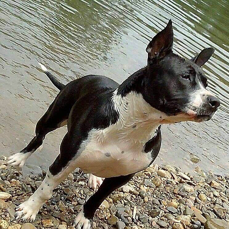 Eli a rejoint le concours — aidez-le/la à gagner de superbes lots ! balance, canidae, carnivore, collar, companion_dog, dog, dog_breed, dog_collar, hunting_dog, non_sporting_group, snout, sporting_group, tail, terrestrial_animal, water, whiskers, working_animal, working_dog