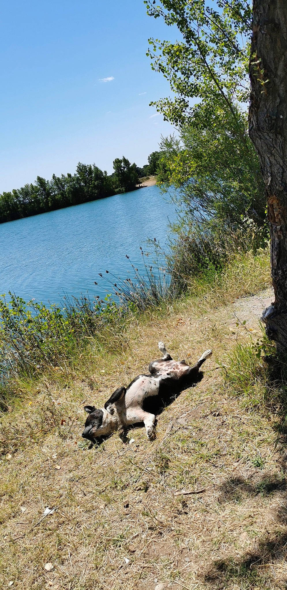 Eli participe au concours pour gagner de l'argent avec cette photo : _geese_and_swans, carnivore, dog_breed, ducks, fawn, grass, grassland, lacustrine_plain, lake, landscape, natural_landscape, pasture, plant, reservoir, sky, tail, tree, water, wilderness, wood