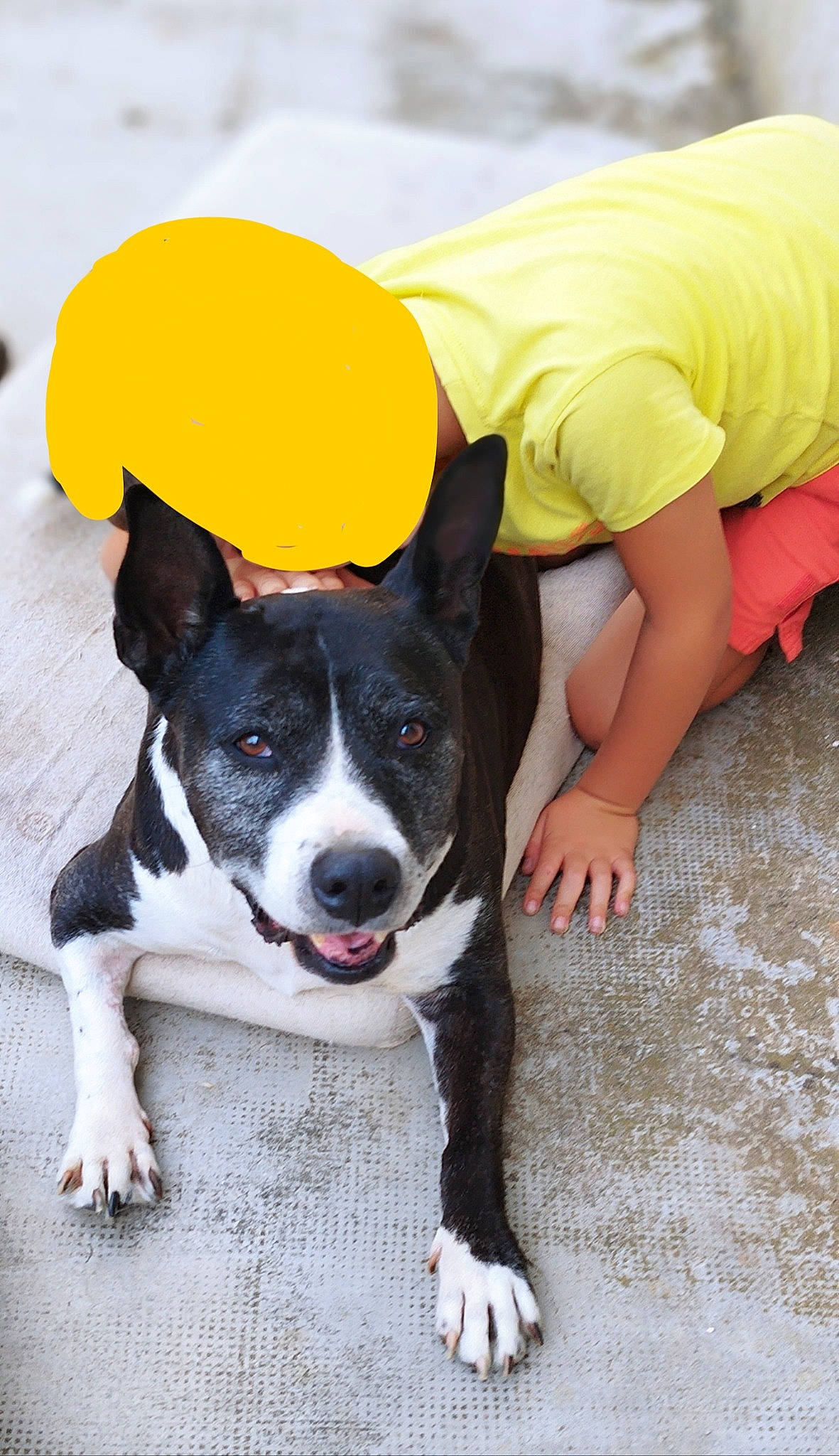 Eli participe au concours pour gagner de l'argent avec cette photo : canidae, carnivore, companion_dog, dog, dog_breed, fashion_accessory, foot, herding_dog, human_leg, mammal, non_sporting_group, paw, puppy, snout, sporting_group, t_shirt, tail, thigh, working_animal, working_dog